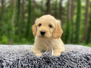 Meet your Posher, Anna katherine